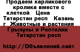 Продаем карликового кролика вместе с клеткой › Цена ­ 1 800 - Татарстан респ., Казань г. Животные и растения » Грызуны и Рептилии   . Татарстан респ.